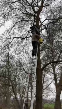 torenvalk man